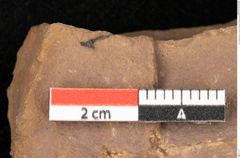 Foto (Detailsansicht) von Quercus palaeoilex Ettingshausen (NHMW-GEO-2024-0188-0895)